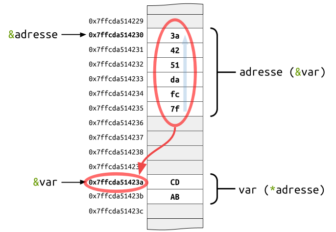 Représentation en mémoire d'un pointeur et sa variable associée